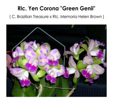 Rlc. Yen Corona 'Green Genii''