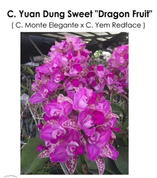 C. Yuan Dung Sweek 'Dragon Fruit'