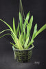 Oncidium sphacelatum