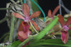Vandafinetia Virgil ‘#2’ x Ascocentrum curvifolium