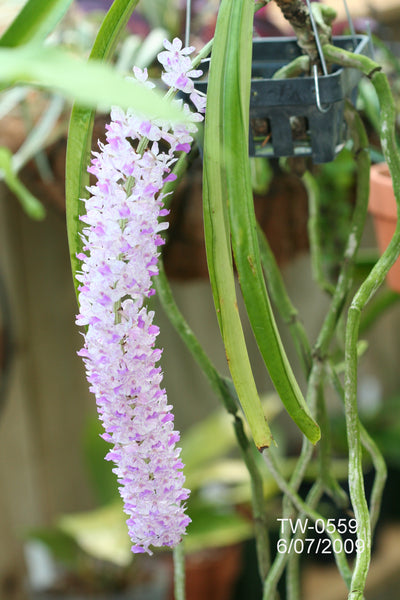 Rhynchostylis retusa