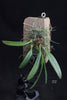 Bulbophyllum lepidum