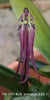 FLASK  Bulbophyllum jacobsonii