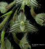 FLASK Bulbophyllum lindleyanum