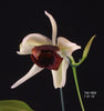 FLASK Coelogyne usitana