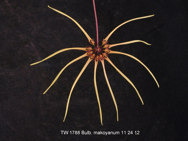 Bulbophyllum makoyanum