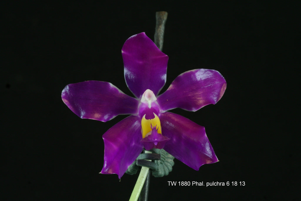 Phalaenopsis pulchra