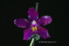 COMPOT  Phalaenopsis pulchra