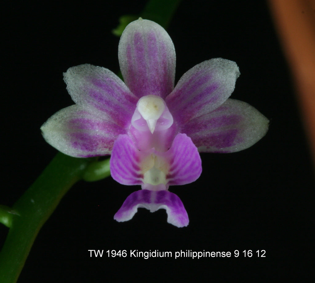 Kingidium philippinense