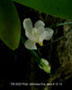 Phalaenopsis deliciosa fma. alba 