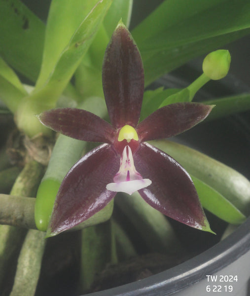 Phalaenopsis cornu-cervi fma. chattaladae 2