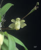 Thrixspermum formosanum