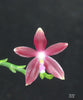 FLASK  Phal. speciosa