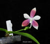 FLASK  Phal. speciosa