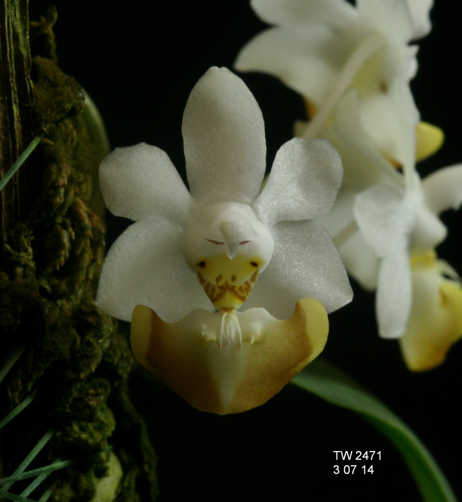 Phalaenopsis lobbii