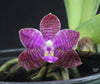 FLASK  Phal. lueddemanniana (short stem)