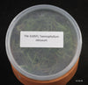 FLASK  Taeniophyllum obtusum