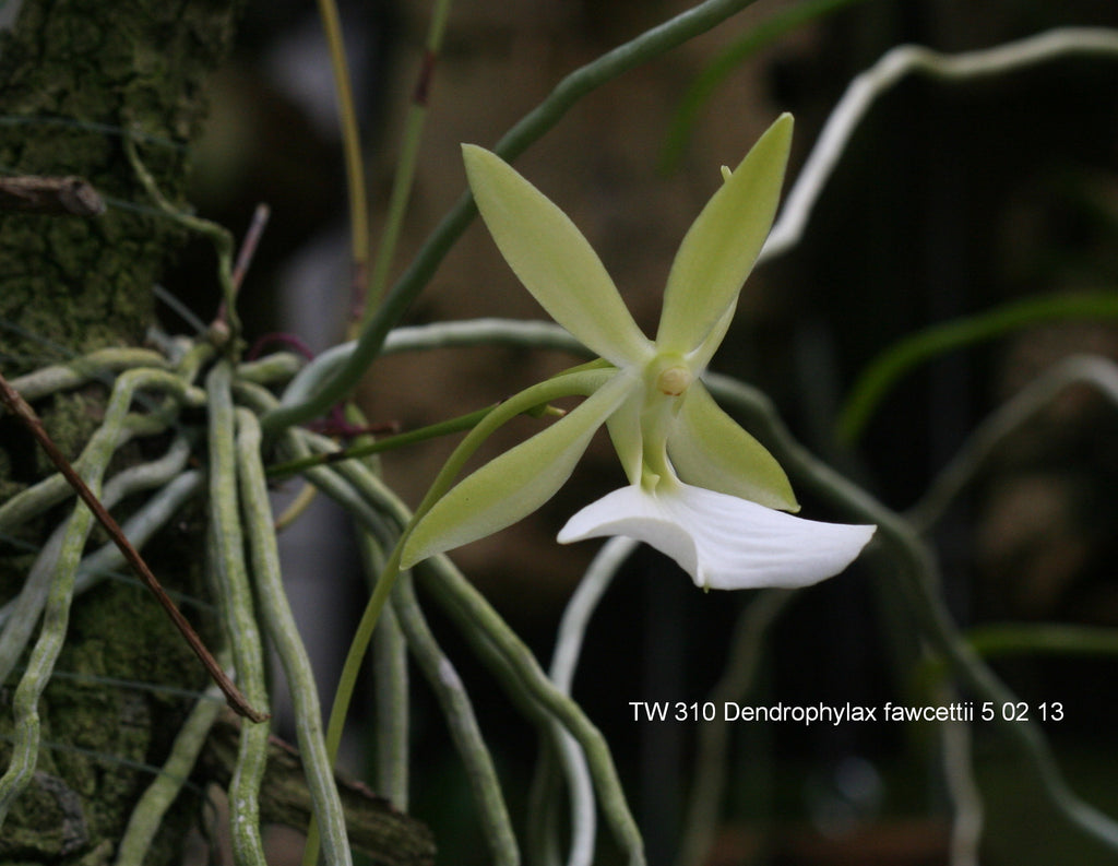 Dendrophylax fawcettii