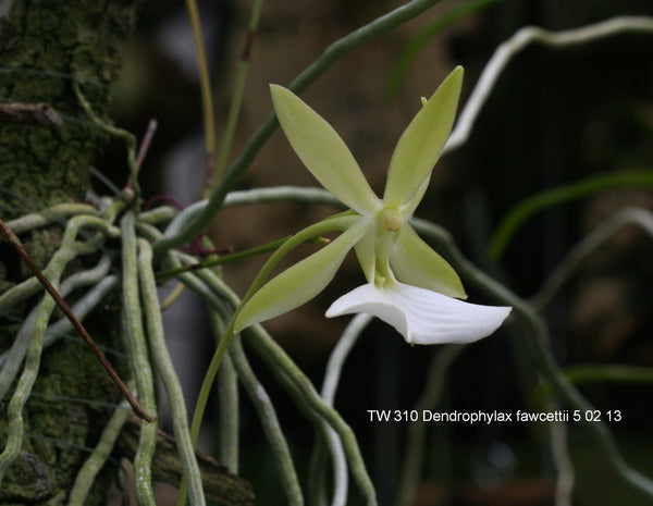 Dendrophylax fawcettii