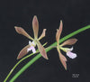 FLASK  Encyclia bractescens