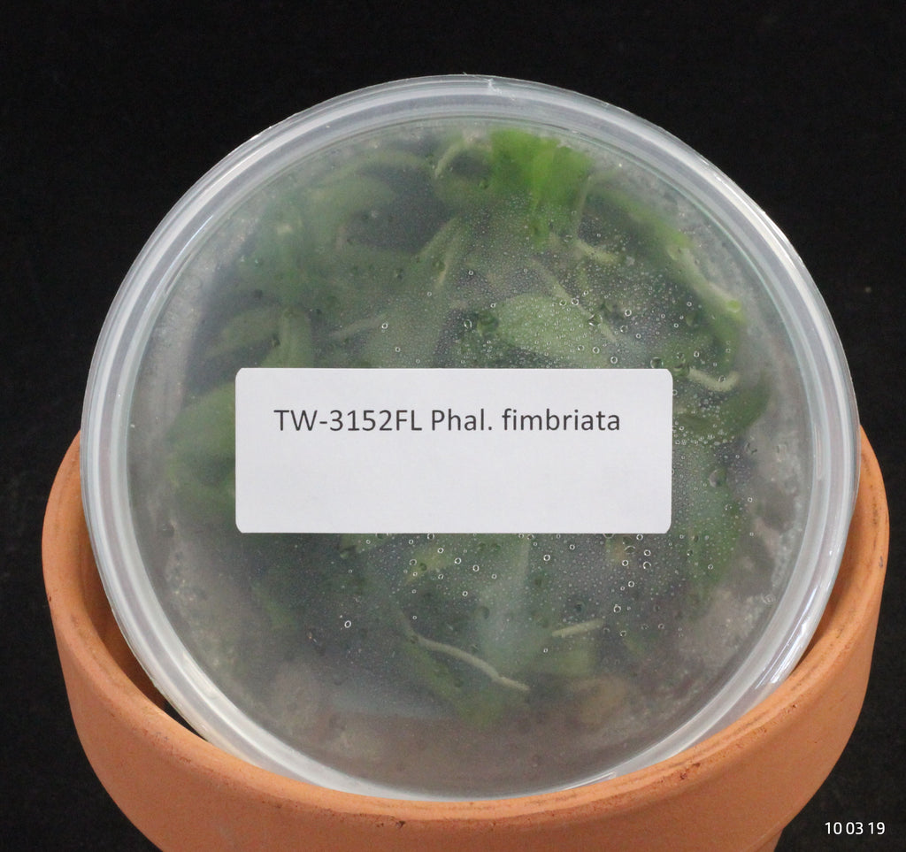 FLASK Phal. fimbriata