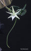 FLASK Angraecum bicallosum 