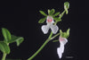 Oeonia oncidiflora (rosea)