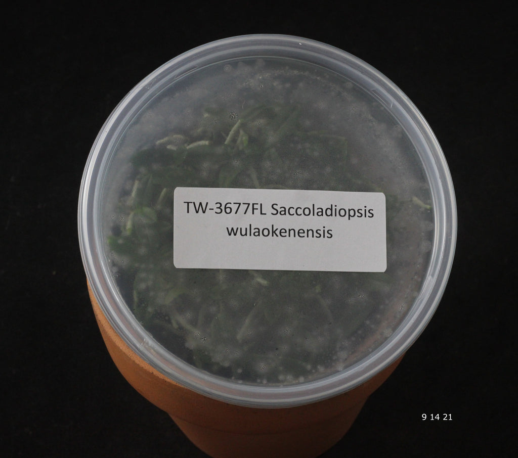 FLASK Saccoladiopsis wulaokenensis