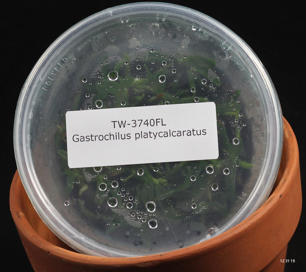 FLASK  Gastrochilus platycalcaratus