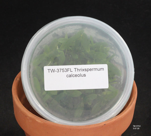 FLASK  Thrixspermum calceolus 