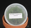 FLASK  Thrixspermum calceolus 