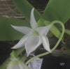 COMPOT  Angraecum leonis (Madagascar form)