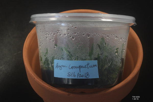 FLASK Angraecum compactum