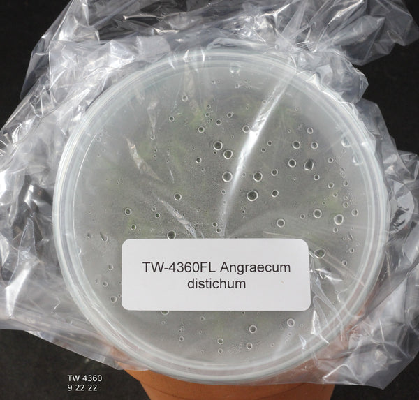 FLASK  Angraecum distichum