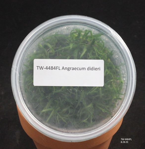 FLASK  Angraecum didieri