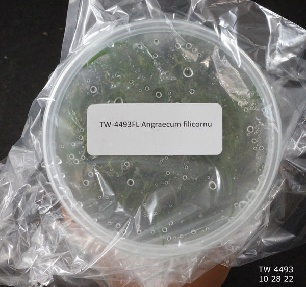 FLASK Angraecum filicornu