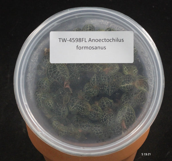 FLASK  Anoectochilus formosanus (4N)