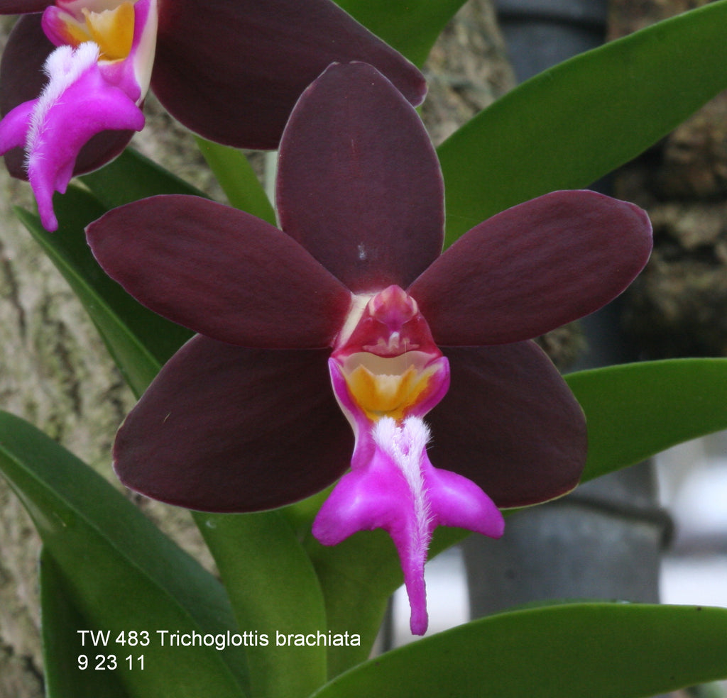 Trichoglottis brachiata