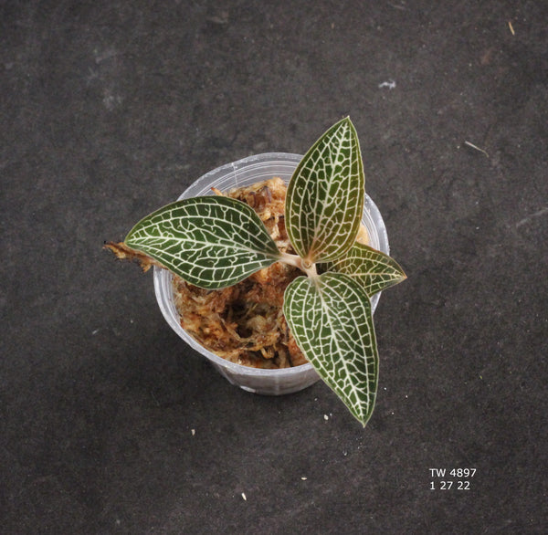 JEWEL ORCHID: Ludochilus Poly