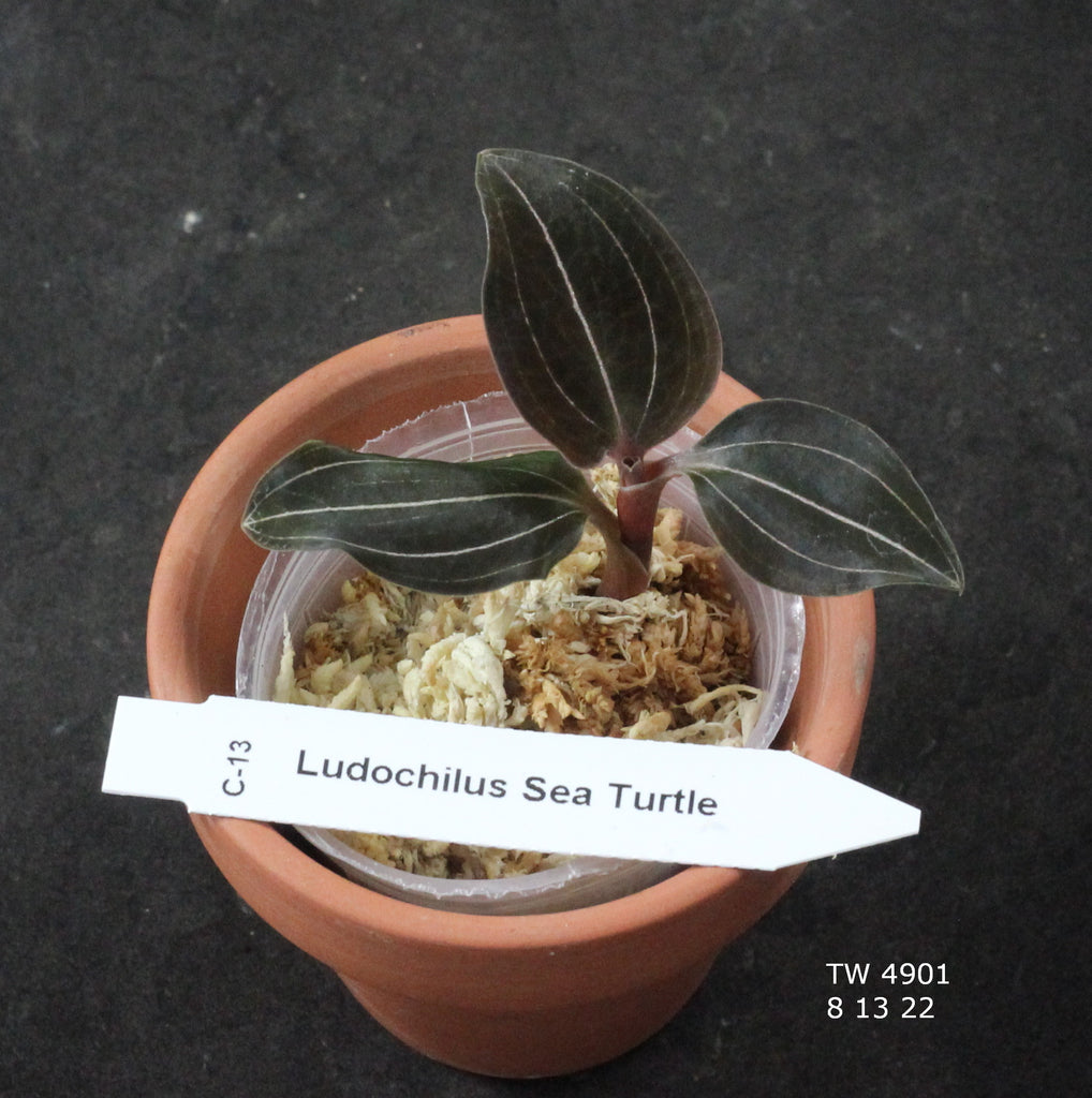 JEWEL ORCHID:  Ludochilus Sea Turtle