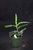 Angraecum dendrobiopsis -- 4 inch