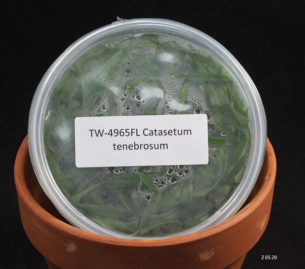 FLASK  Catasetum tenebrosum