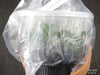 FLASK  Phalaenopsis fuscata