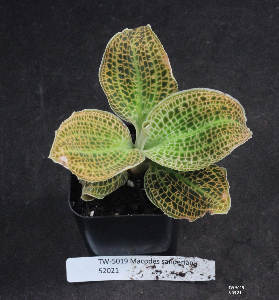 JEWEL ORCHID:  'Macodes sanderiana