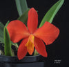 ORCHID FLASK  Sophronitis coccinea (#2072)