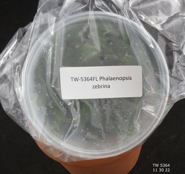 FLASK  Phalaenopsis zebrina