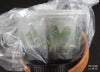 FLASK  Phalaenopsis zebrina