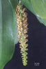 FLASK  Robiquatia spathulata