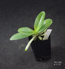 Phalaenopsis cornu-cervi fma. chattaladae 2
