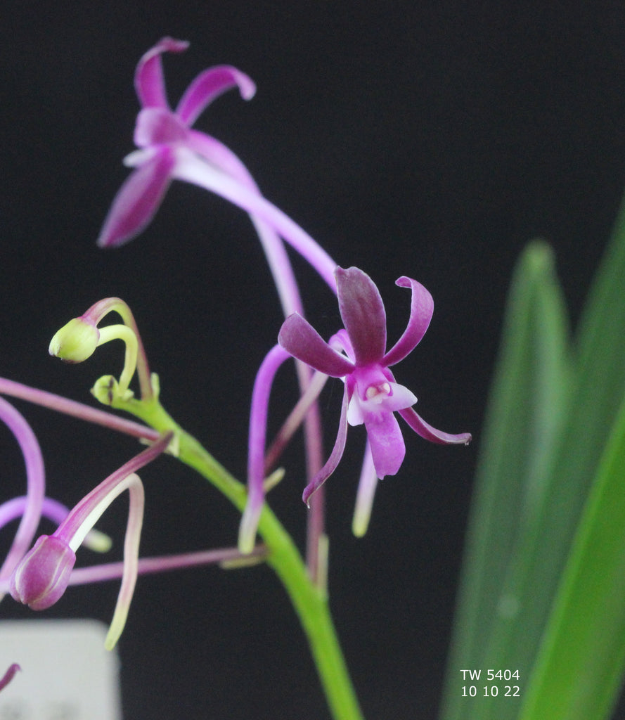 Viva Magenta - Orchid Dynasty